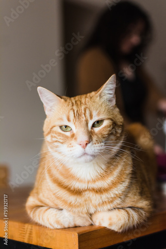 Expressive cat passing judgement