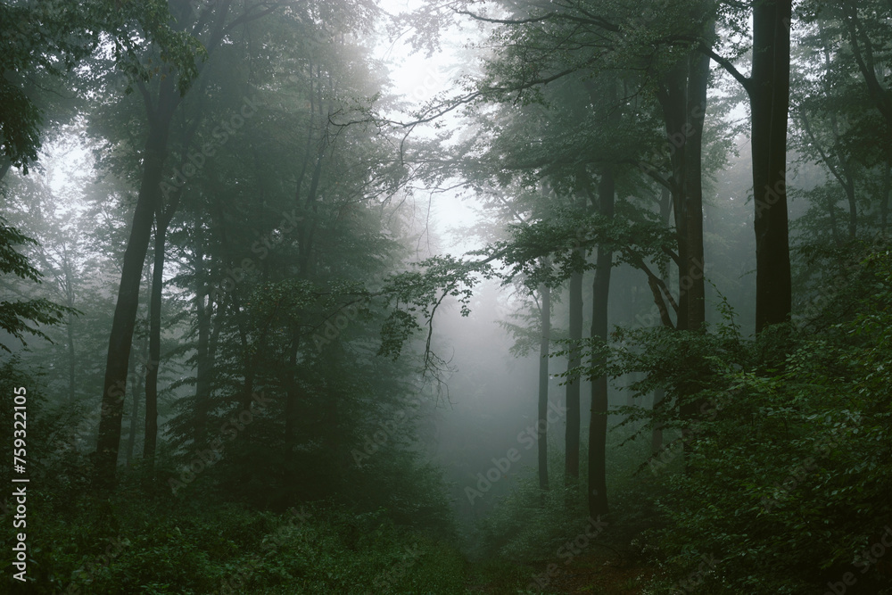 Surreal misty woods Surreal misty woods