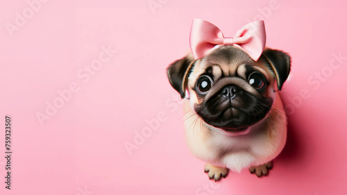 Adorable Pug Puppy with Pink Bow Portrait on Light Pink Background © Anisgott