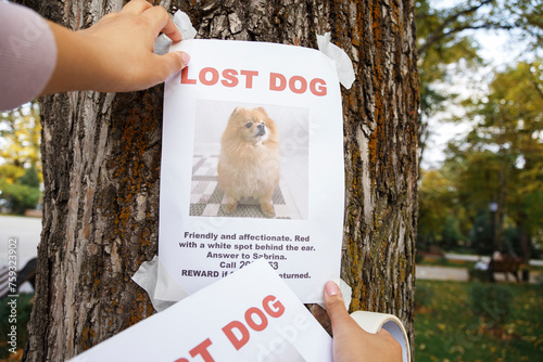 Crop owner hanging poster of missing dog on trunk photo