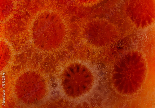 agatized fossil coral symbiosis of agate and crystal