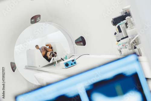 Dog undergoing CT scan in modern hospital photo