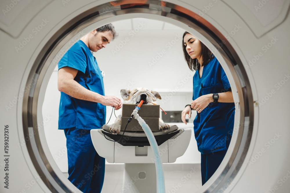 Veterinarian and assistant preparing dog for scanning Veterinarian and assistant preparing dog for scanning