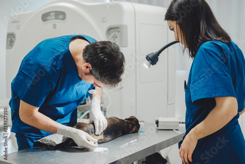 Veterinarian and assistant remove spinal fluid from a dog photo