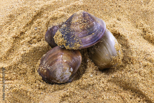 nature and summer holidays concept - Single quahog clam at low tide on the beach photo