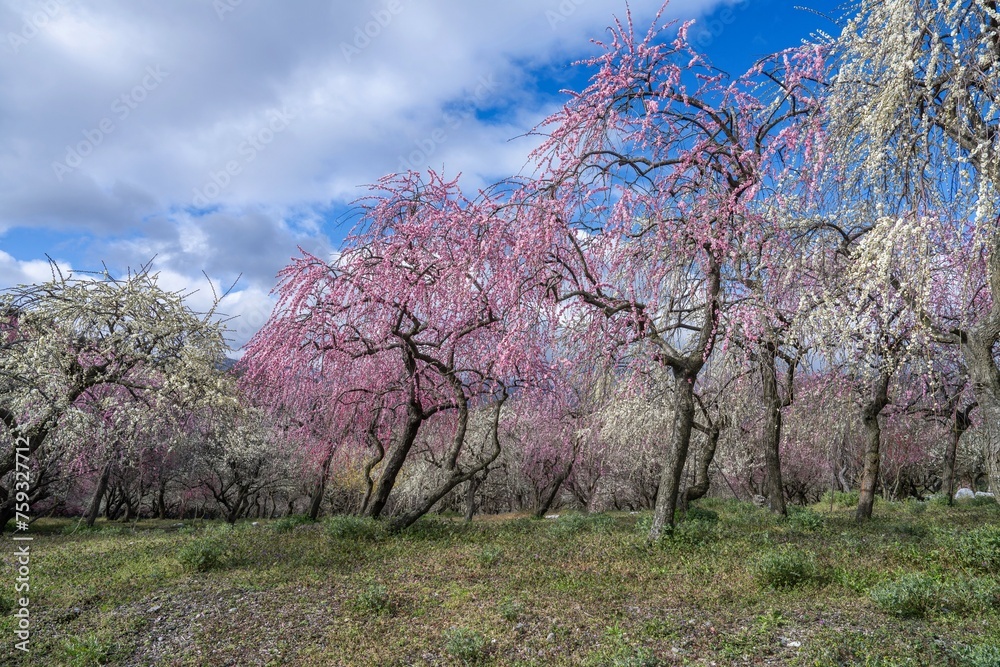 青空バックに見る満開のカラフルな梅林公園の情景