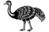 emu vector illustration