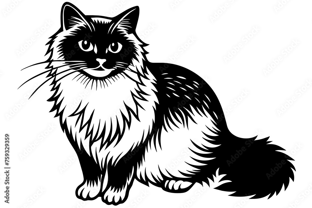 ragdoll cat vector illustration