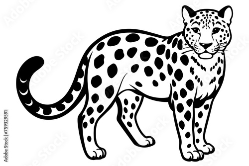 leopard vector illustration