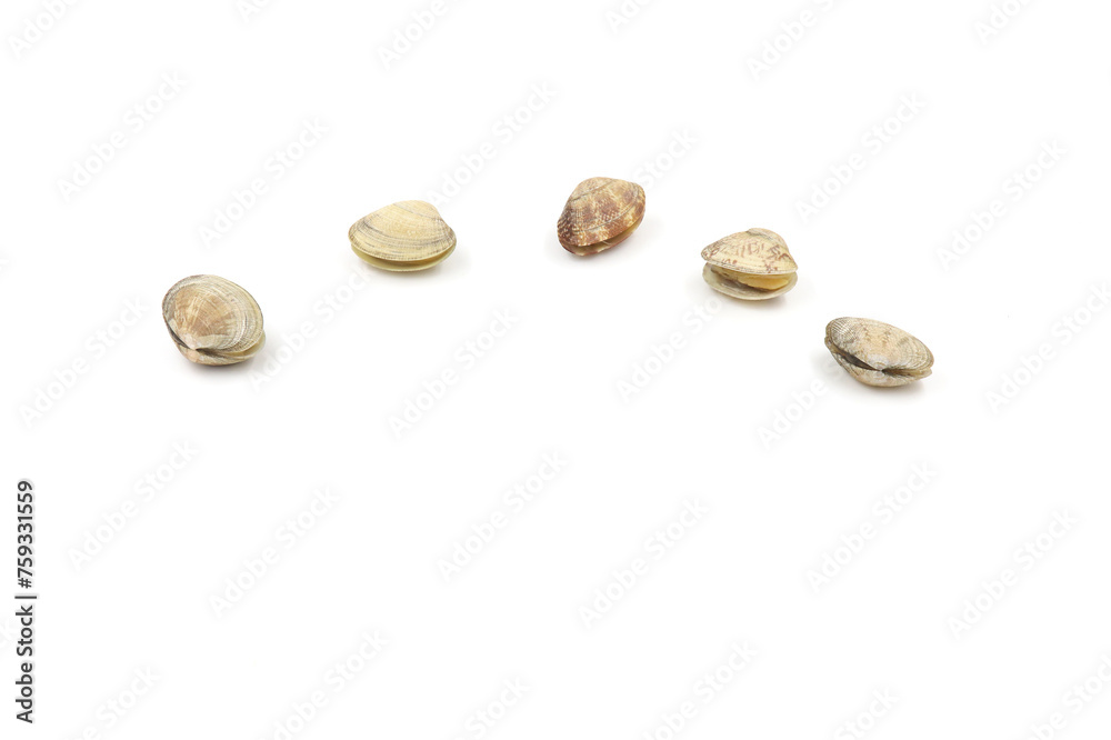 Closed up fresh baby clams, venus shell, shellfish, carpet clams, short necked clams, as raw food from the sea are the seafood ingredients. fresh clams Background. Closed up fresh baby clams, venus shell, shellfish, carpet clams, short necked clams, as raw food from the sea are the seafood ingredients. fresh clams Background.