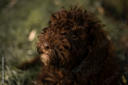 lagotto romagnolo photo