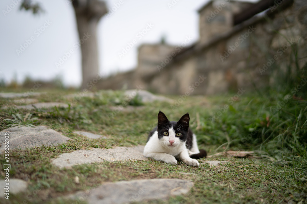 Black and White Cat on a Grassy Yard Black and White Cat on a Grassy Yard