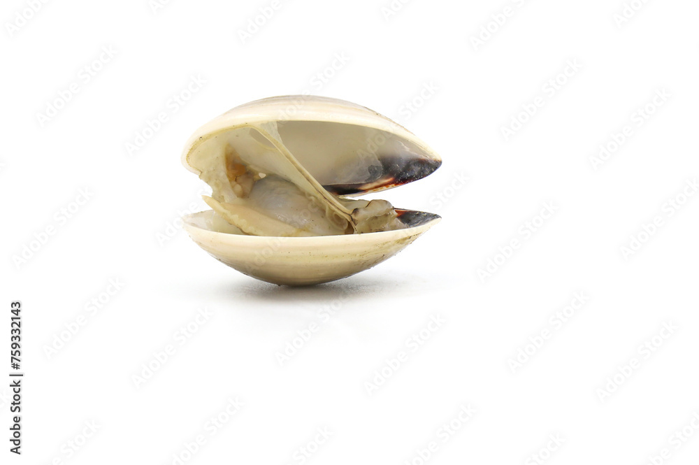 Closed up fresh baby clams, venus shell, shellfish, carpet clams, short necked clams, as raw food from the sea are the seafood ingredients. fresh clams isolated on white background. Closed up fresh baby clams, venus shell, shellfish, carpet clams, short necked clams, as raw food from the sea are the seafood ingredients. fresh clams isolated on white background.