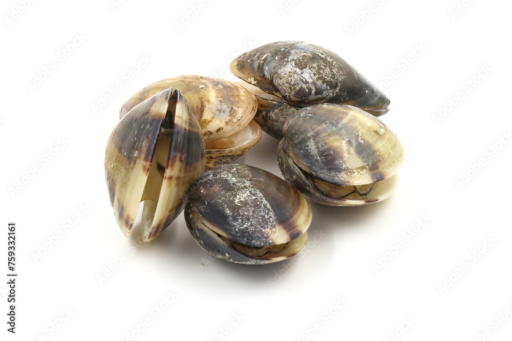 Closed up fresh baby clams, venus shell, shellfish, carpet clams, short necked clams, as raw food from the sea are the seafood ingredients. fresh clams isolated on white background. Closed up fresh baby clams, venus shell, shellfish, carpet clams, short necked clams, as raw food from the sea are the seafood ingredients. fresh clams isolated on white background.