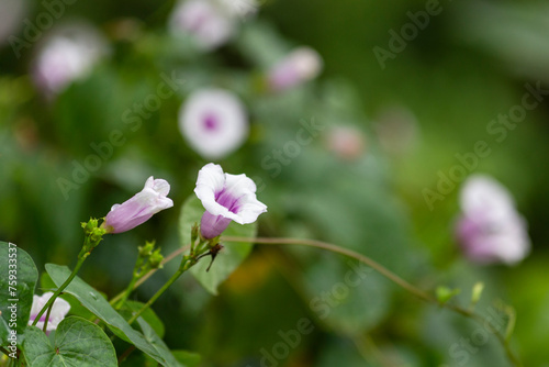 Flor endemica de méxico Yucatan, flor campanita, morado con blanco, naturaleza