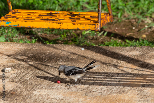 pájaro endémico del sur de mexico Yucatan y quintana roo, pájaro de color blanco con alas negras, posado sobre los tubos de un juego infantil