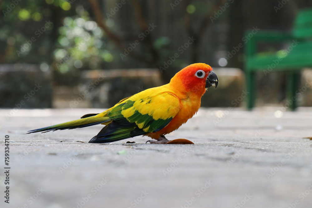 A small orange parrot in the zoo.