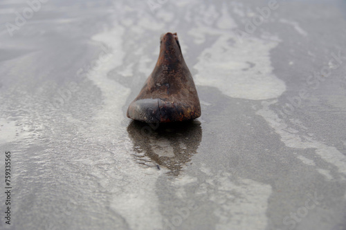 Wooden shoe on wet sand photo