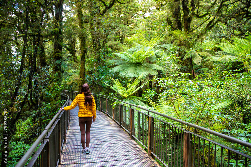 Fototapeta premium girl crosses the wooden bridge in magical forest scenery on the way to Lake Marian in in fiordland national park, famous track near milford sound in new zealand south island