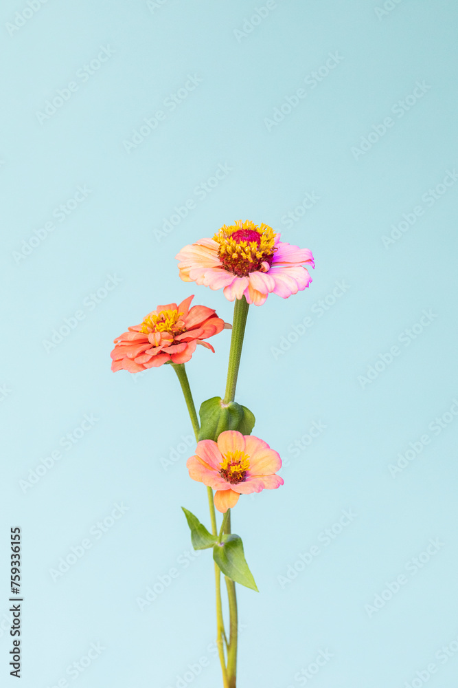 Flowers Bouquet Flowers Bouquet