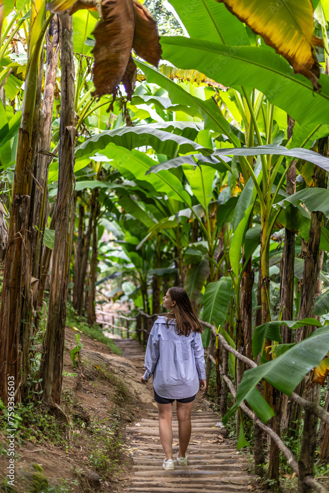 A girl walking through a wooden path in a banana grove A girl walking through a wooden path in a banana grove