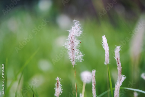 Cogon grass on a beautiful bokeh background (Kunai grass)