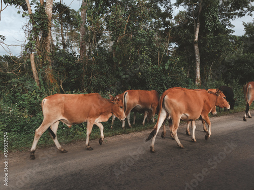 A herd of cows are walking down a road