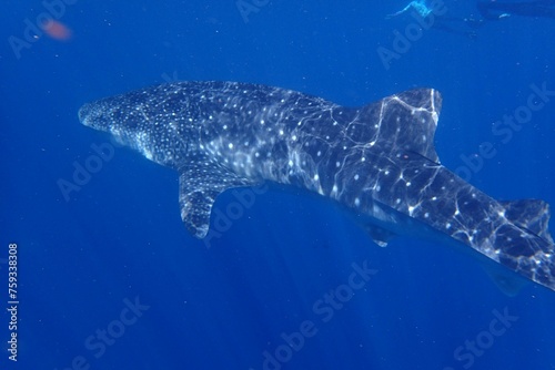 Swimming with a Whale Shark photo