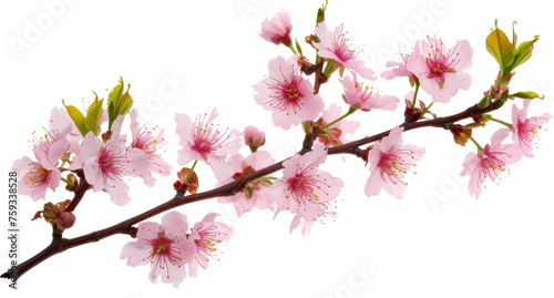 Branch With Pink Flowers on a Transparent Background © cac_tus