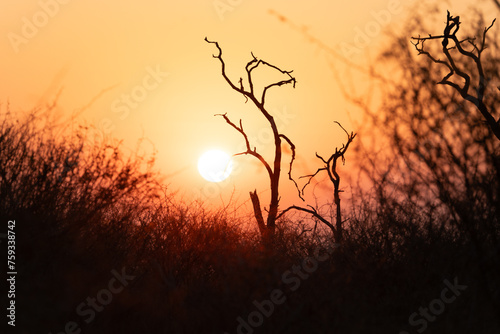 Sunset or sunrise in dry nature, Africa photo