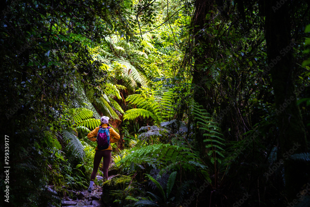 hiker girl walking through dense rainforest with native plants on the way to lake marian in fiordland national park, famous track near milford sound in new zealand south island hiker girl walking through dense rainforest with native plants on the way to lake marian in fiordland national park, famous track near milford sound in new zealand south island