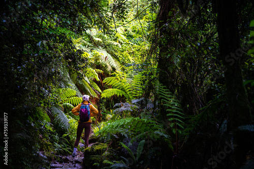 hiker girl walking through dense rainforest with native plants on the way to lake marian in fiordland national park, famous track near milford sound in new zealand south island photo