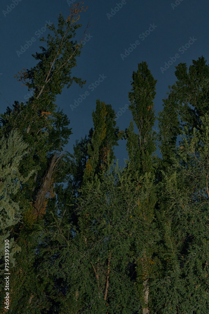 Green forest at night Green forest at night