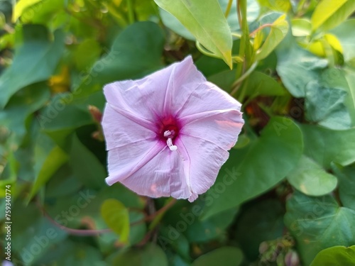Ipomoea carnea, the pink morning glory, is a species of morning glory that grows as a bush. 