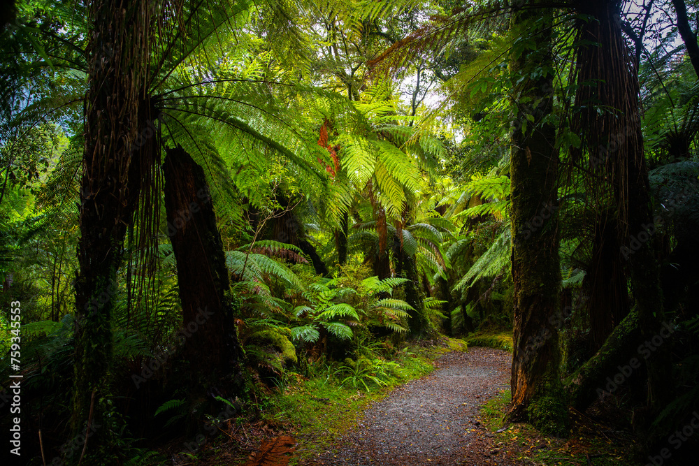 Fototapeta premium unique vegetation of native rainforest in mount aspiring national park, new zealand south island, path through magic forest on the way to roaring billy falls