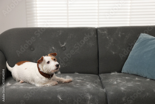Cute dog lying on sofa with pet hair at home
