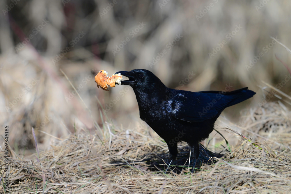 Fototapeta premium An American crow stands along a country road with a piece of a discarded Everything bagel in its beak