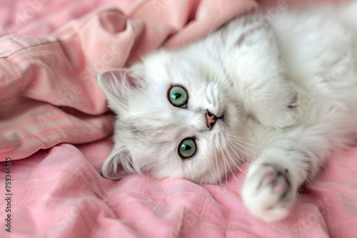 White British short hair female cat with green eyes relaxing on satin bed and staring at the camera