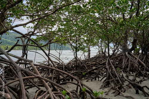 Mangroves along beach at Daintree National Park