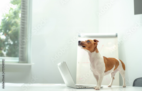 smart dog in the office with a laptop © serhii