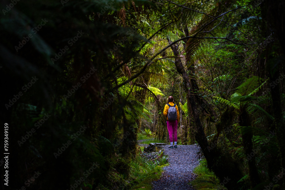Fototapeta premium hiker girl walking through dense temperate rainforest on the way to monro beach, west coast of new zealand south island; lush vegetation in a jungle full of tree ferns