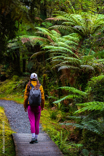 hiker girl walking through dense temperate rainforest on the way to monro beach, west coast of new zealand south island; lush vegetation in a jungle full of tree ferns