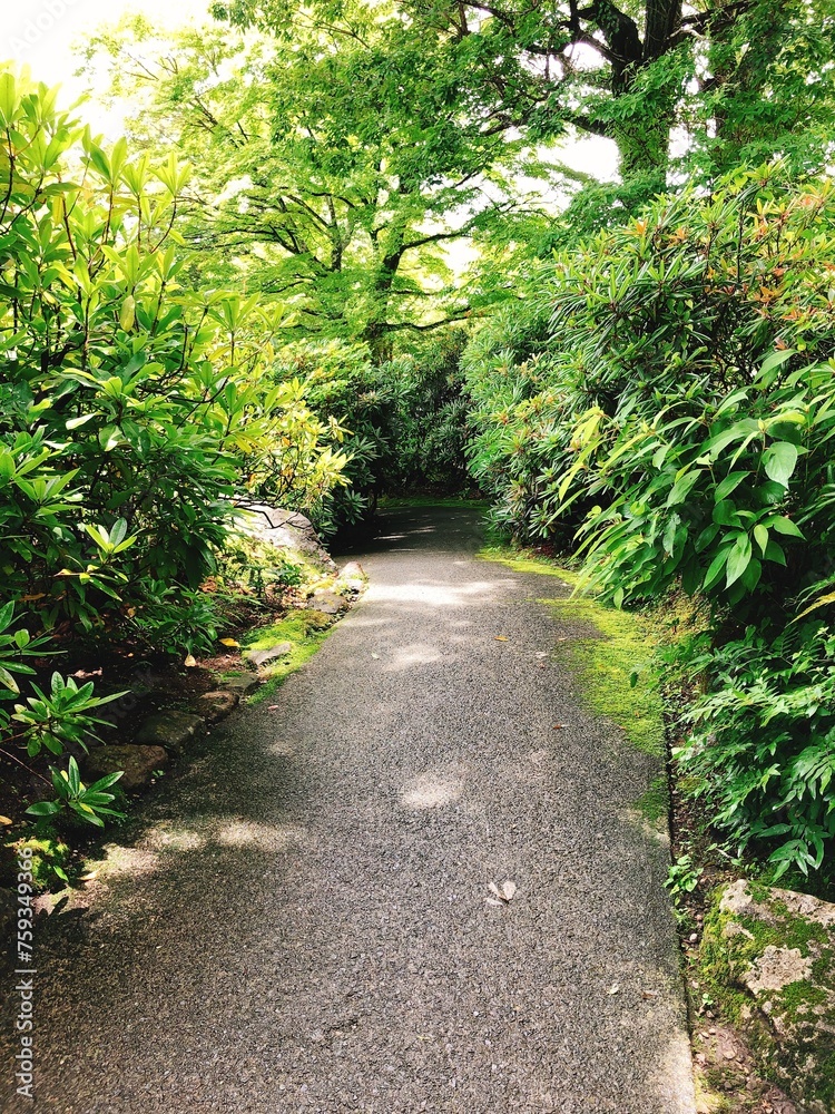Naklejka premium path in the park