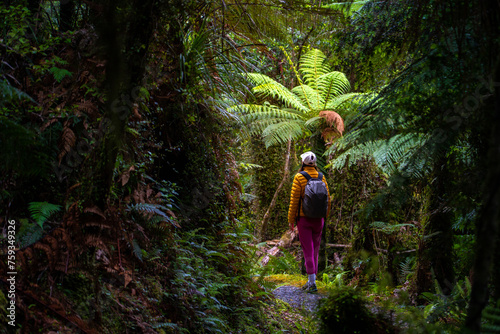 hiker girl walking through dense temperate rainforest on the way to monro beach, west coast of new zealand south island; lush vegetation in a jungle full of tree ferns