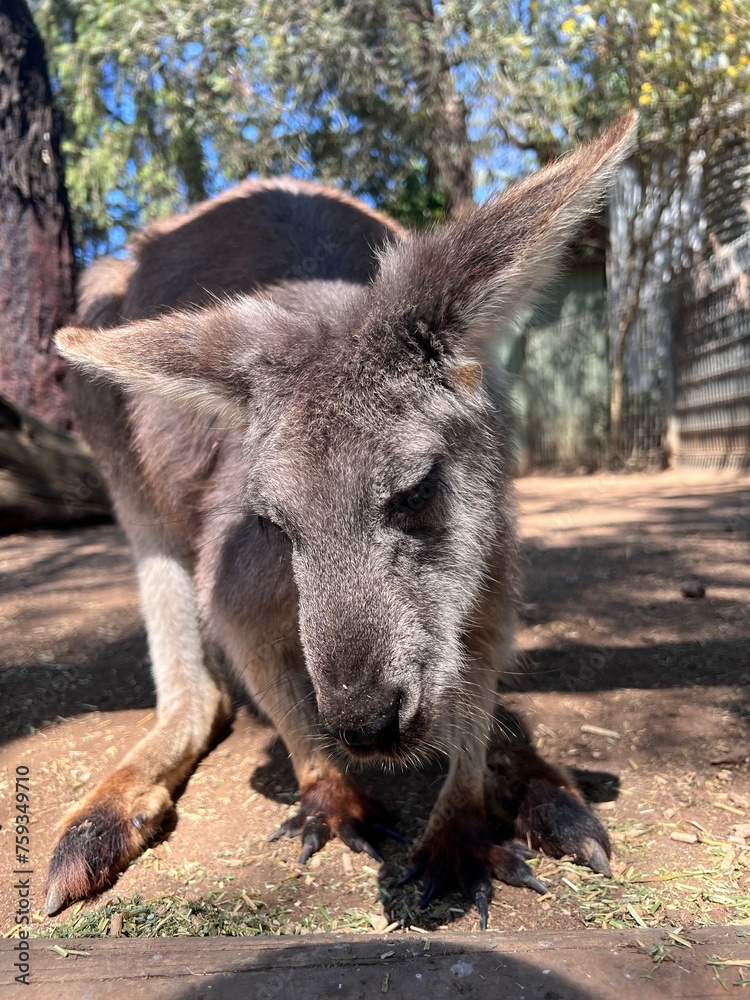 a close-up picture of a kangaroo eating hay a close-up picture of a kangaroo eating hay