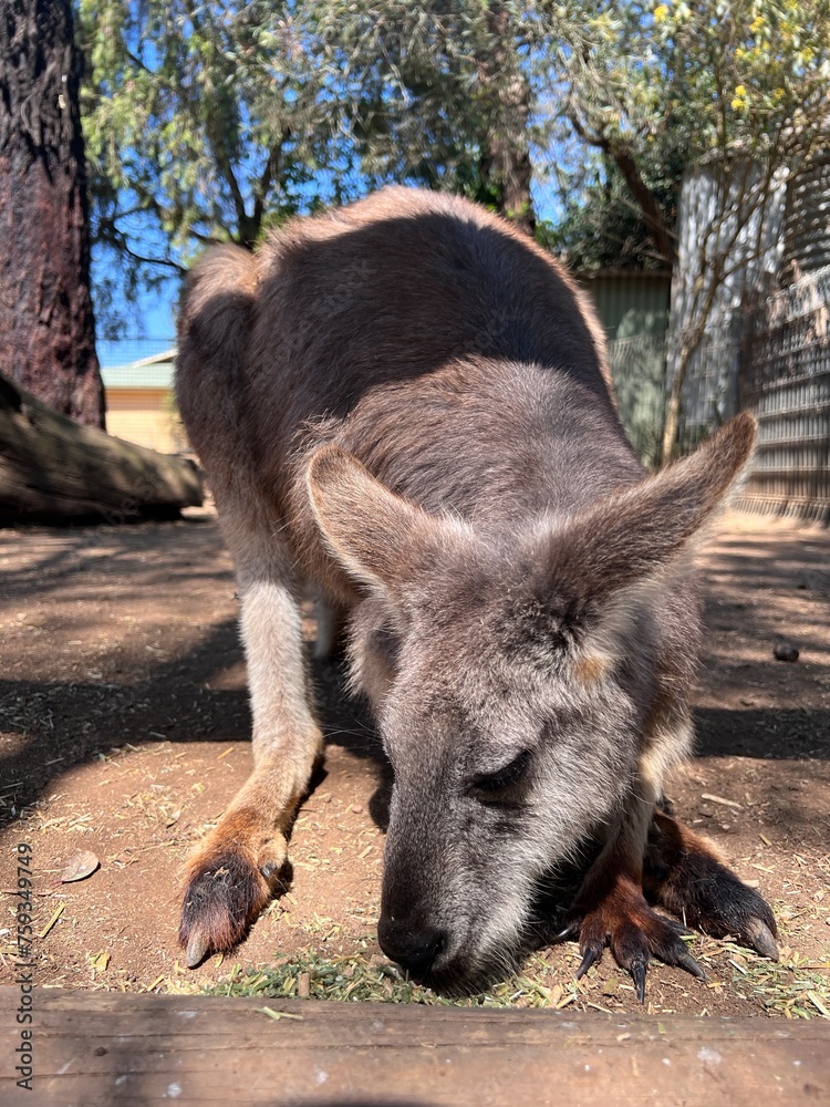 Fototapeta premium a close-up picture of a kangaroo eating hay