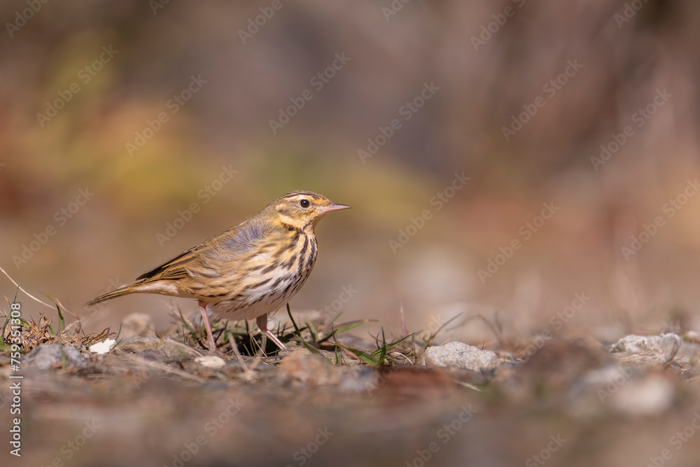 Olive-backed Pipit bird on the ground
Olive-backed Pipit bird on the ground
