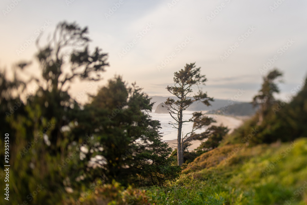 Trees and beach off the coast of Oregon Trees and beach off the coast of Oregon
