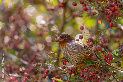 Taiwan barwing bird eating red fruits in a tree photo