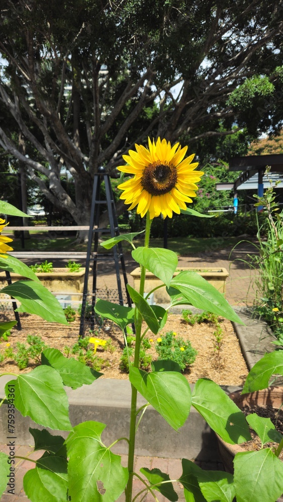 sunflower in the garden - obrazy, fototapety, plakaty 